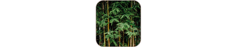 Bambu/Bomull