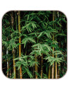 Bambu/Bomull